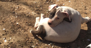 Justin Zorro Dogsavior Beitragsbild Mrz20