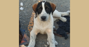 Panic Zorro Dogsavior Beitragsbild Mrz20