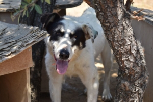 Foto von Hunddame Amy