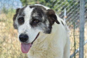 Foto von Hunddame Amy