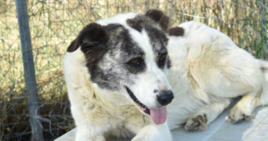 Foto von Hunddame Amy