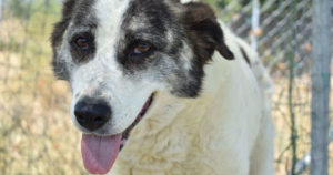 Foto von Hunddame Amy