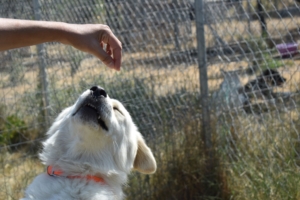 Weißer Hund namens Marlon, fängt ein Leckerli aus der Luft