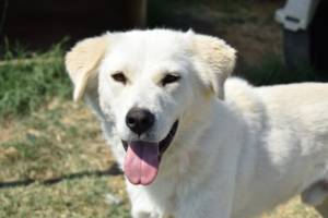 Weißer Hund namens Marlon, der die Zunger herausstreckt