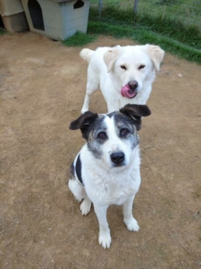 Zwei Hunde die freudig zur Kamera schauen