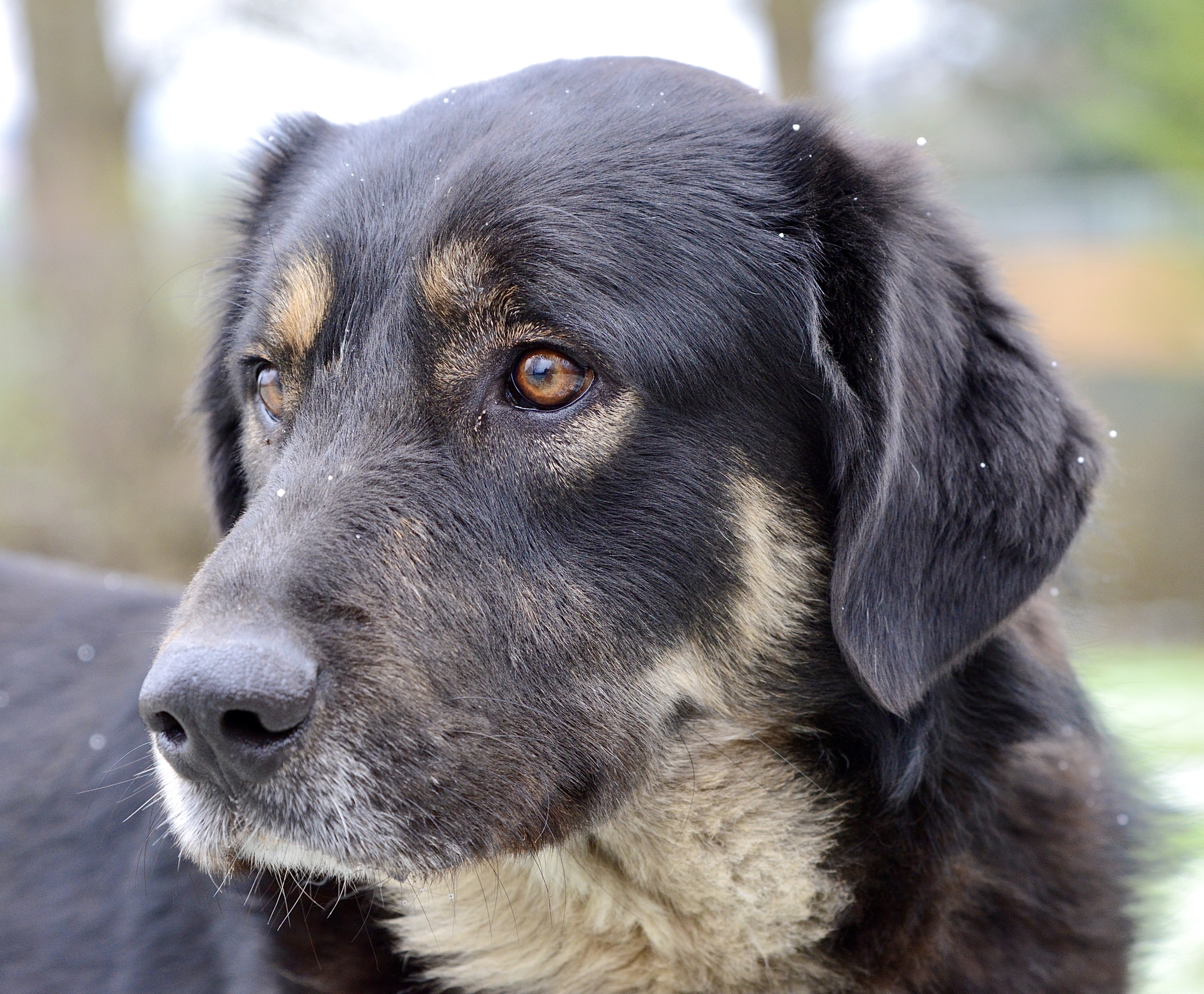 Zorro Dogsavior - Tierhilfe im Norden - Verein