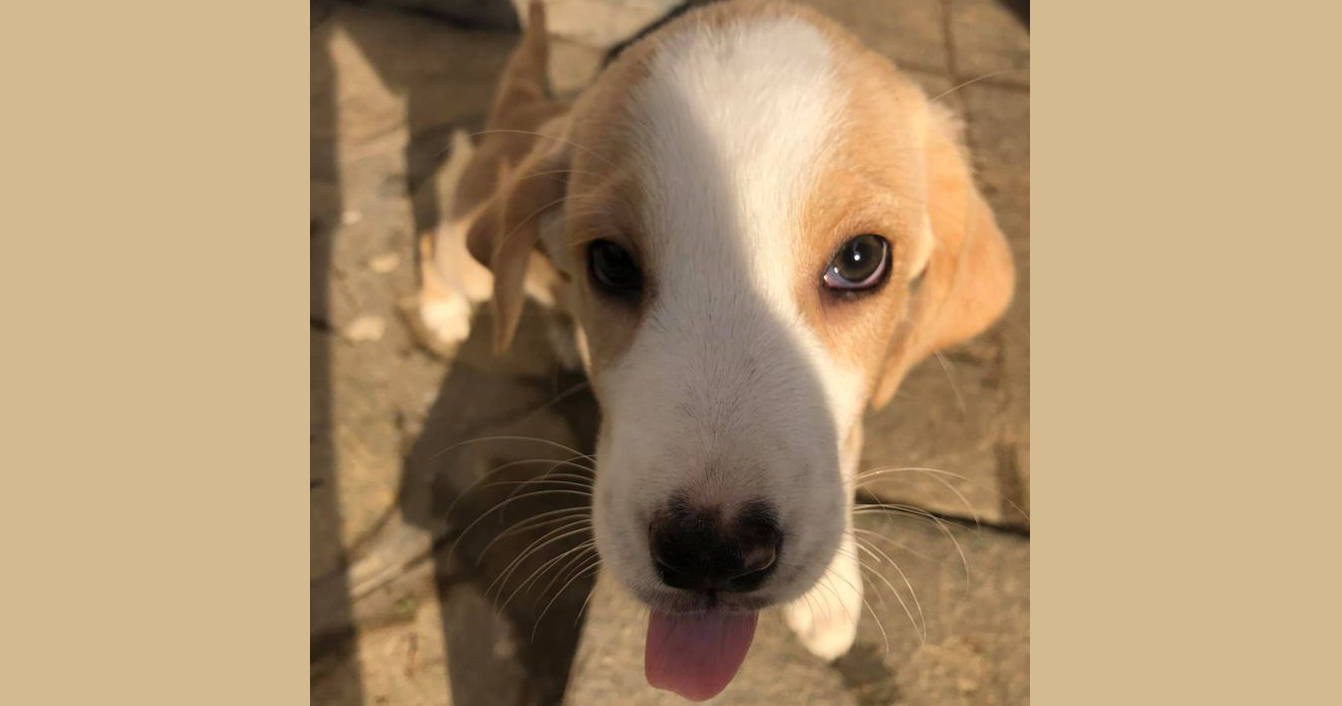 Zorro Dogsavior e. V. - Griechenland - Tierhilfe Verein - Kombo - Rüde