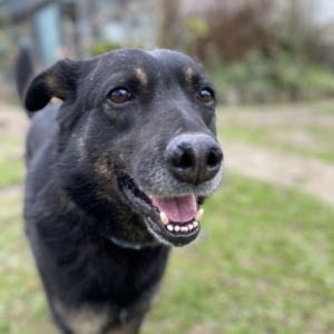 Foto eines schwarzen Hundes auf einer Wiese
