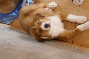 Aaron, ein Hund der freundlich in die Kamera schaut