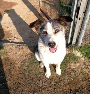 Foto von Hundedame Amy