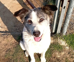 Foto von Hundedame Amy