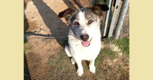 Foto von Hundedame Amy