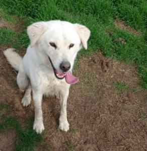 Weißer Hund namens Marlon, der die Zunger herausstreckt