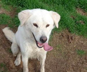 Weißer Hund namens Marlon, der die Zunger herausstreckt