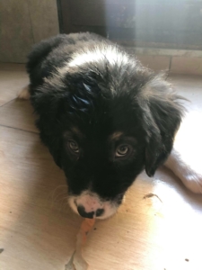 Welpe vom Zorro Dogsavior