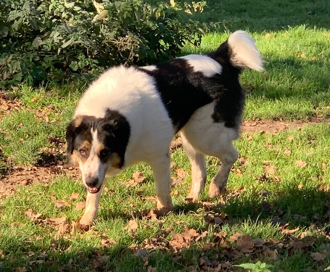 Joyce Zorro Dogsavior Jan25 2