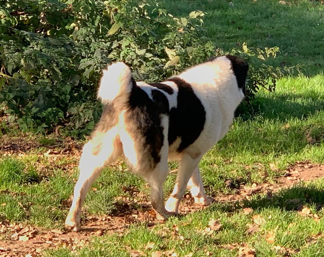 Joyce Zorro Dogsavior Jan25 4