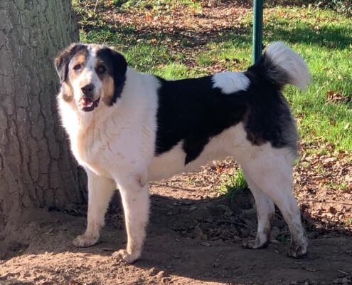 Joyce Zorro Dogsavior Jan25 Beitragsbild