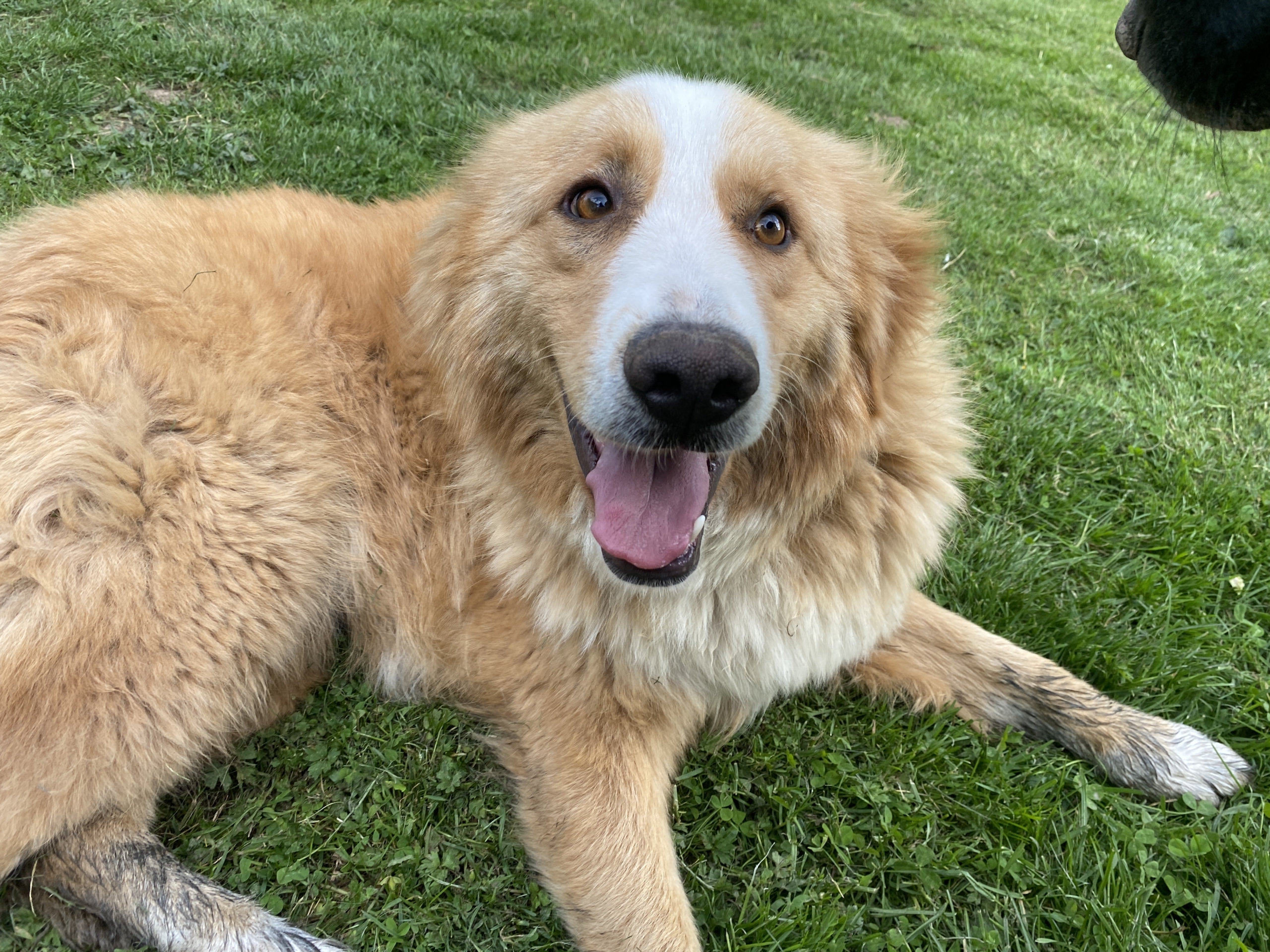 Ein Hund lächelt in die Kamera