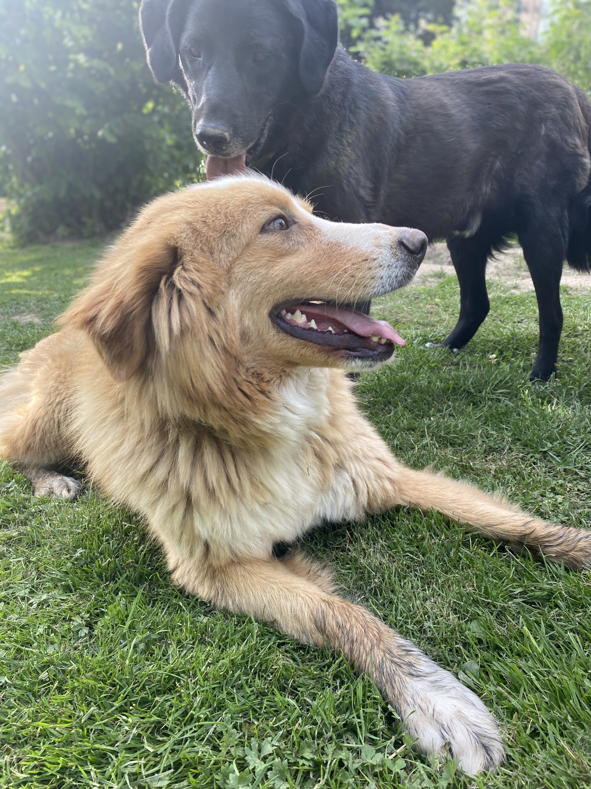 Zwei Hunde spielen auf einer Wiese