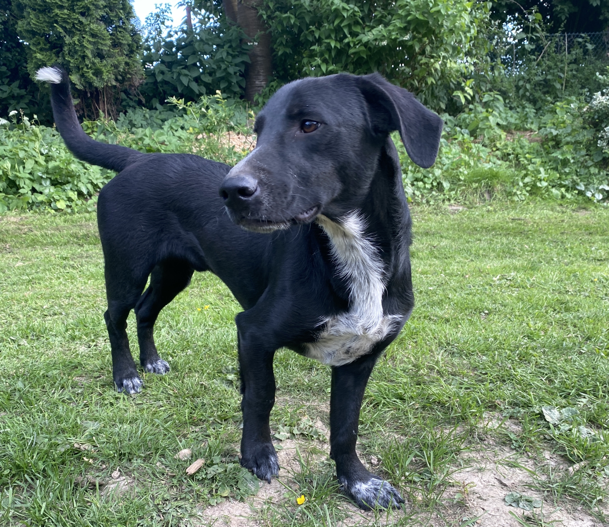 Foto eines schwarzen Hundes auf einer Wiese