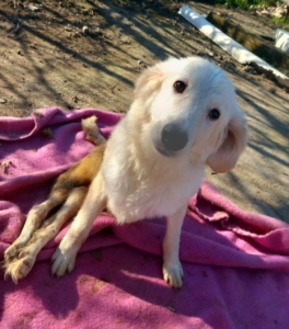 Foto von Hund Creamy