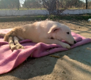 Foto von Hund Creamy