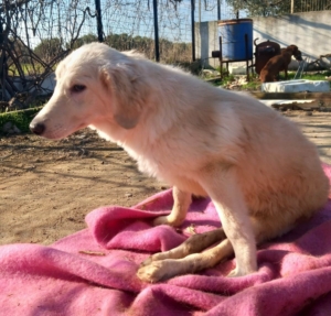 Foto von Hund Creamy