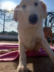 Foto von Hund Creamy