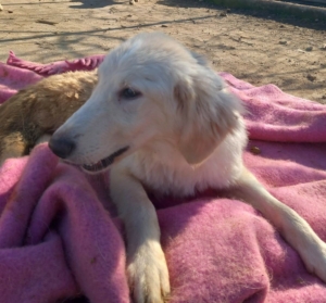 Foto von Hund Creamy