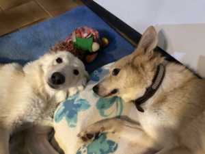 Foto von Hund Creamy und Hermes