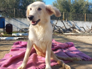 Foto von Hund Creamy