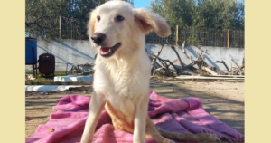 Foto von Hund Creamy