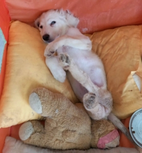 Foto von Hund Creamy