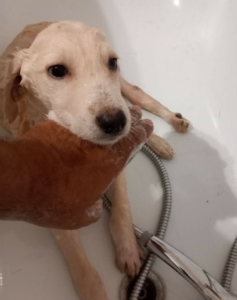 Foto von Hund Creamy