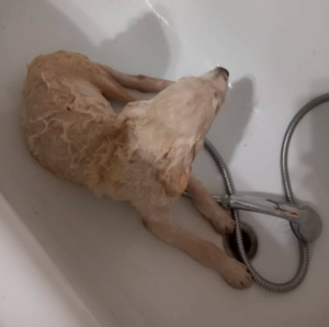 Foto von Hund Creamy