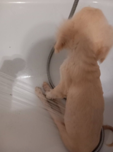 Foto von Hund Creamy