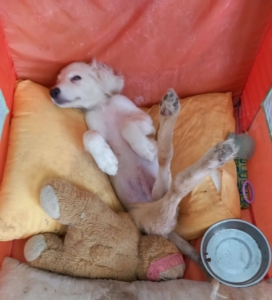 Foto von Hund Creamy