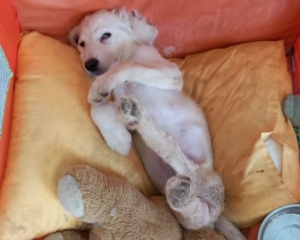 Foto von Hund Creamy