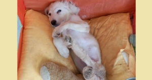 Foto von Hund Creamy