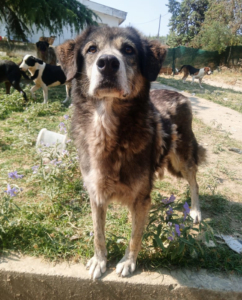 Ivy Zorro Dogsavior Sep25 1