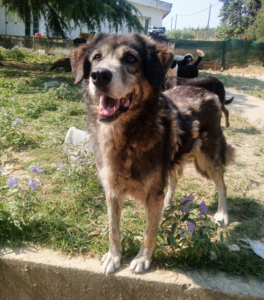 Ivy Zorro Dogsavior Sep25 2