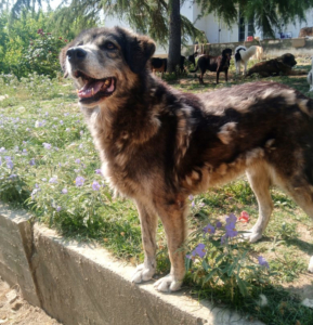Ivy Zorro Dogsavior Sep25 3