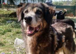 Ivy Zorro Dogsavior Sep25 Beitragsbild