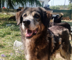 Ivy Zorro Dogsavior Sep25 Beitragsbild