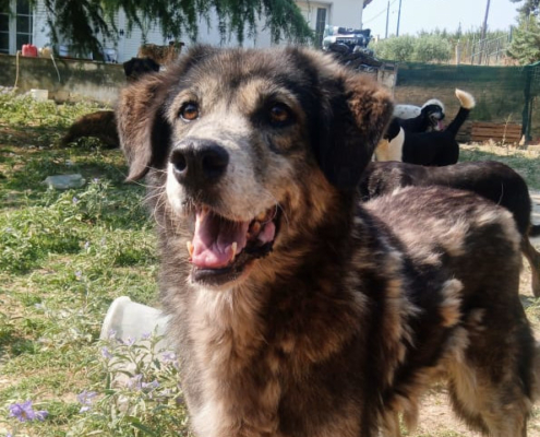 Ivy Zorro Dogsavior Sep25 Beitragsbild
