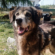 Ivy Zorro Dogsavior Sep25 Beitragsbild