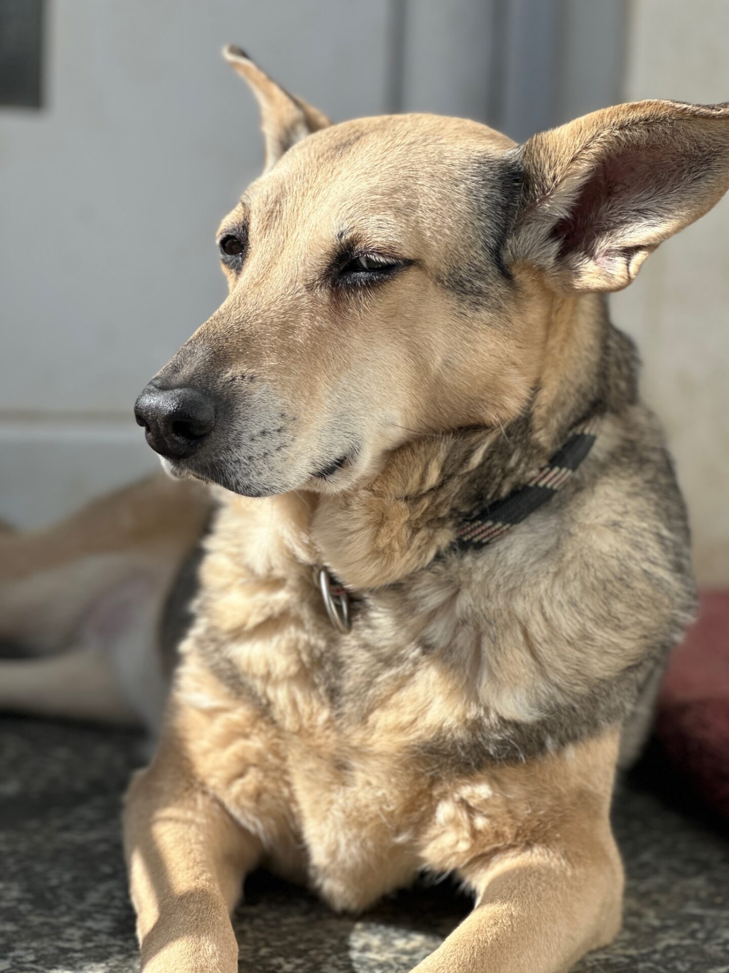 Kera Zorro Dogsavior Dez24 1