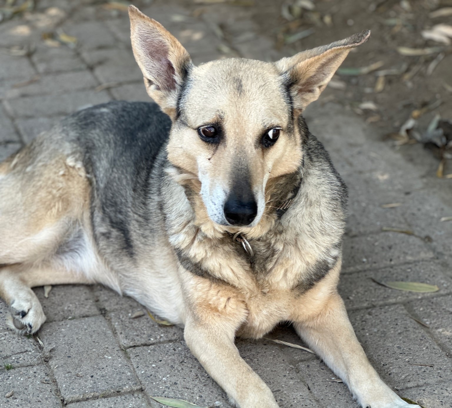 Kera Zorro Dogsavior Dez24 2