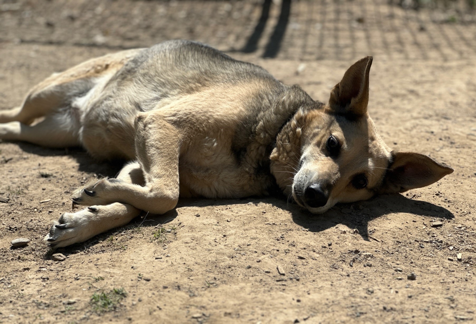 Kera Zorro Dogsavior Dez24 3